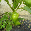 Chile Pimiento