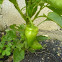 Chile Pimiento