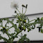 common groundsel