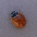 Polished Lady Beetle