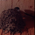 Golondrina + nido