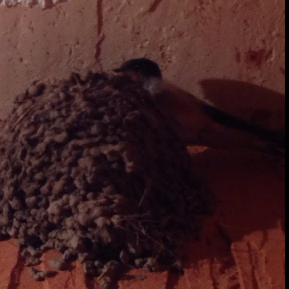 Spotting Image 1