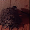 Golondrina + nido