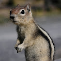 Golden-mantled Ground Squirrel