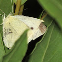 White Butterfly