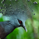Victoria Crowned Pigeon