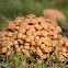 Ringless Honey Fungus