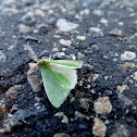 Moth