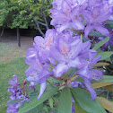 Rododendro(ES) Rhododendron (EN)