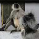 હનુમાન વાનર Southern plains gray langur