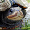 Diamondback Terrapin