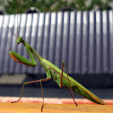 Praying mantis