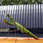 Praying mantis