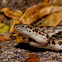 Spotted Python