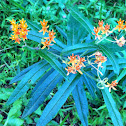 Butterfly Milkweed