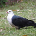 White-headed Pigeon