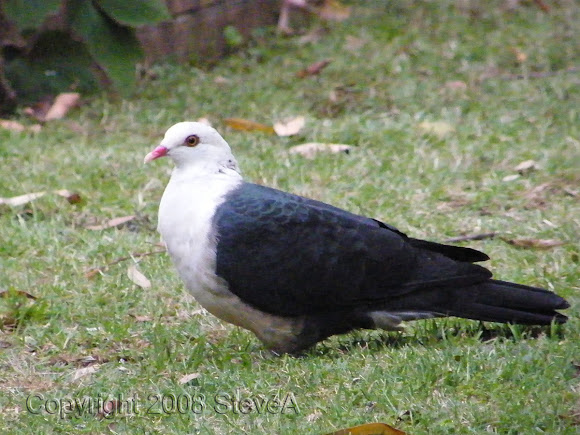 Spotting Image 1