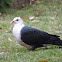 White-headed Pigeon