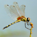 Long-legged Marsh Glider
