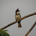 Red-whiskered Bulbul