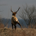 Elk