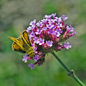 Fiery Skipper