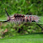 Tussock Moth caterpillar