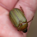 beetle