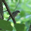 chipping sparrow