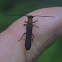 Raspberry Cane Borer