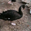 Black Swan