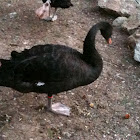Black Swan
