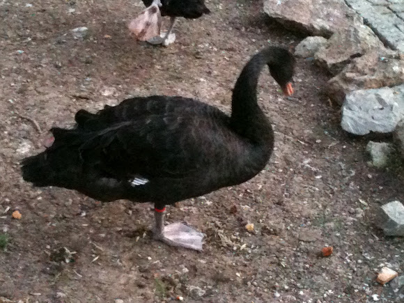 Spotting Image 1