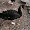 Black Swan