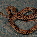 Spotted python