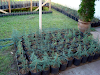 No Te Lo Pierdas Plantas Pinos 1M Plantines Etc