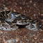 Puff Adder