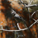 Phainopepla (female)
