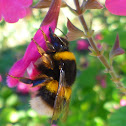 buff-tailed bumblebee