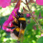 buff-tailed bumblebee