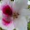 Regal Geranium