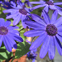 Florist's Cineraria