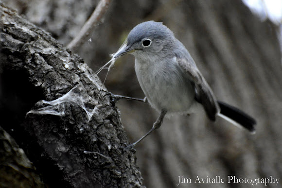 Spotting Image 1
