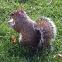 Eastern gray squirrel
