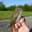 Red-eyed Vireo