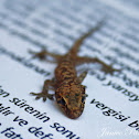 Mediterranean House Gecko