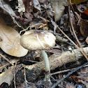 gilled cap