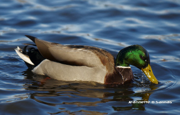 Spotting Image 1