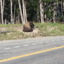 Bison