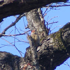 Unnamed spotting